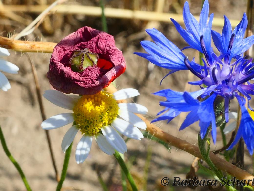 Kornblume, Kamielle und verblühender Mohn