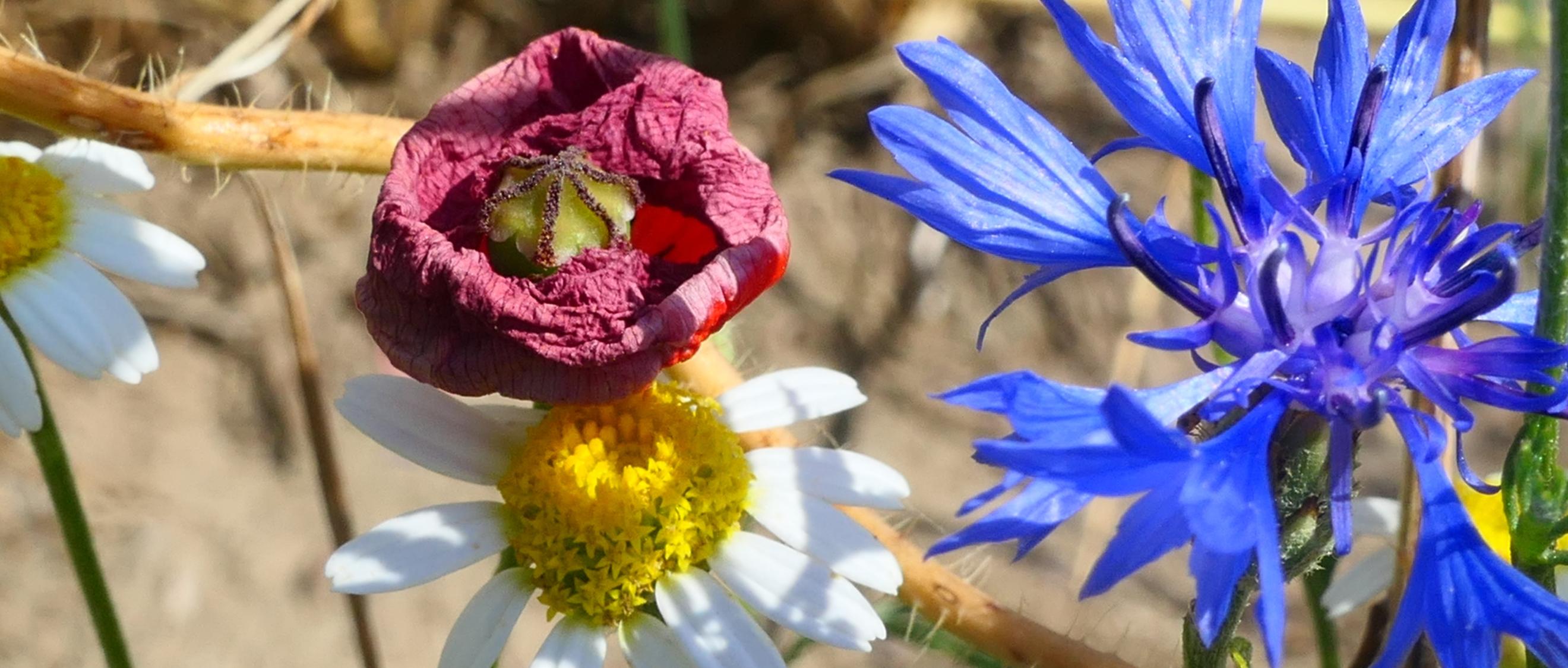 Kornblume, Kamielle und verblühender Mohn