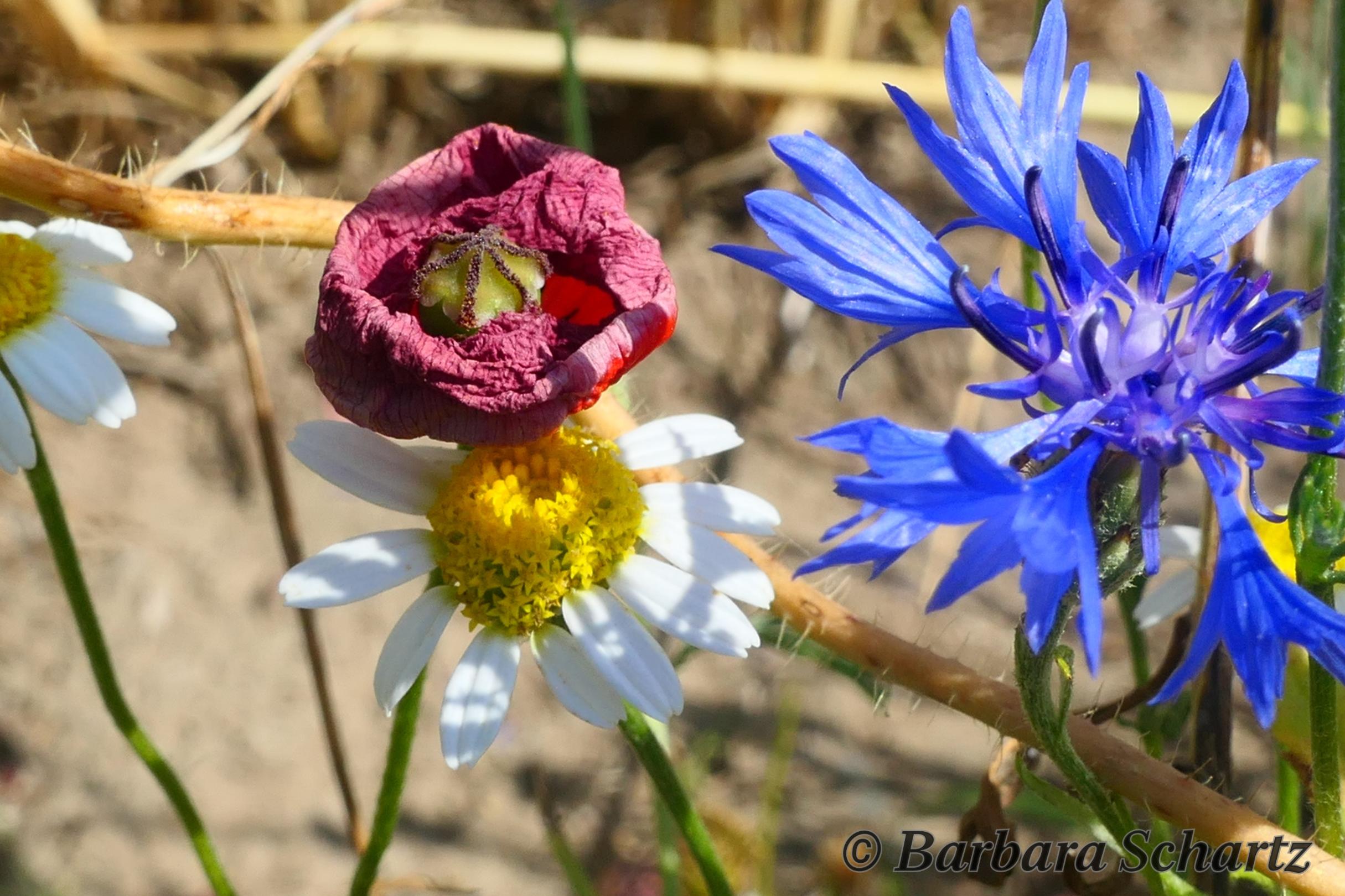 Kornblume, Kamielle und verblühender Mohn