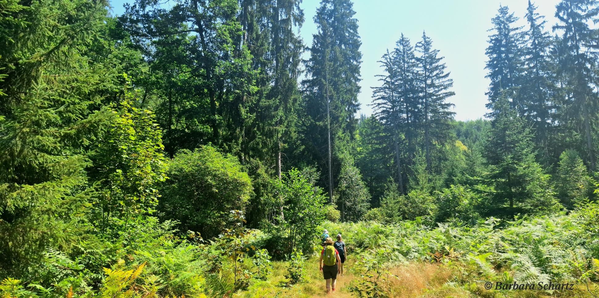 Üppig grüne Landschaft mit Wanderern