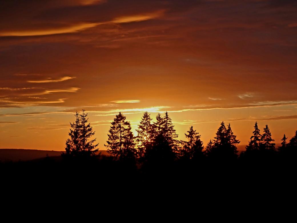 orange gefärbter Himmel beim Sonnenuntergang hinter Fichtelwipfeln