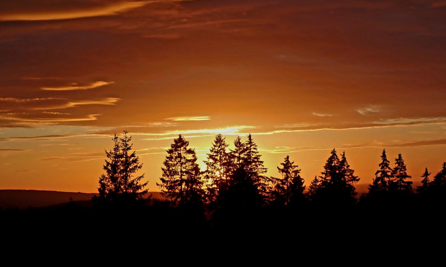 orange gefärbter Himmel beim Sonnenuntergang hinter Fichtelwipfeln