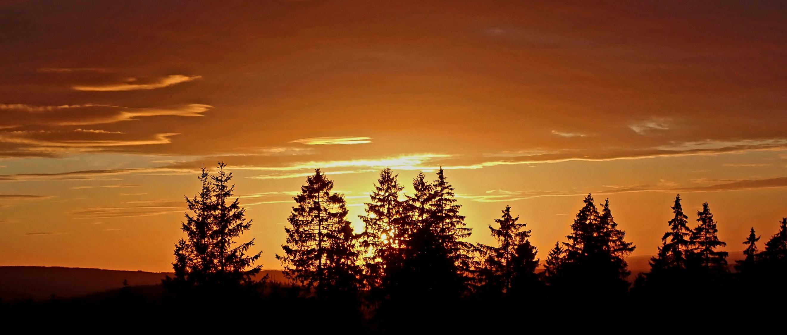 orange gefärbter Himmel beim Sonnenuntergang hinter Fichtelwipfeln