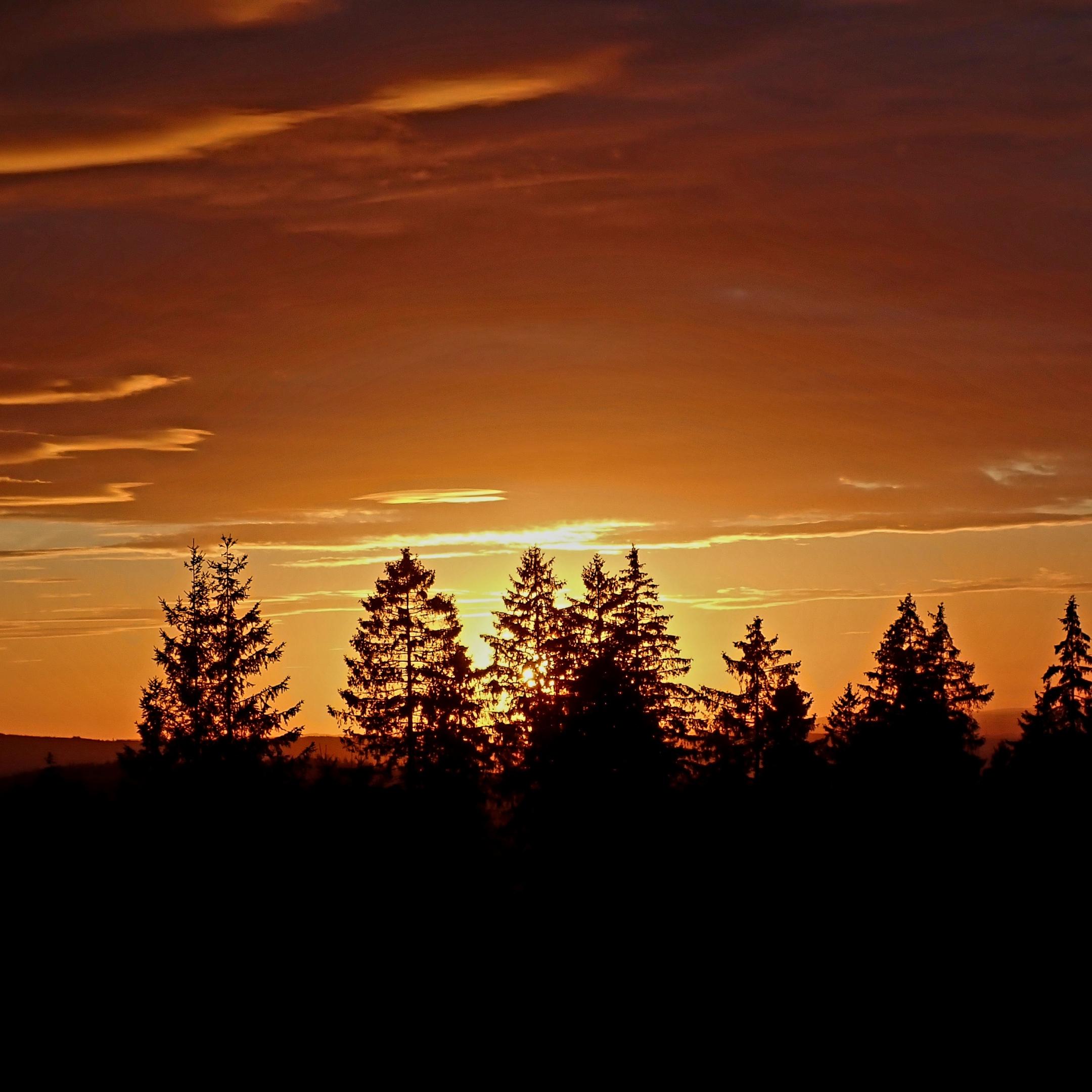 orange gefärbter Himmel beim Sonnenuntergang hinter Fichtelwipfeln