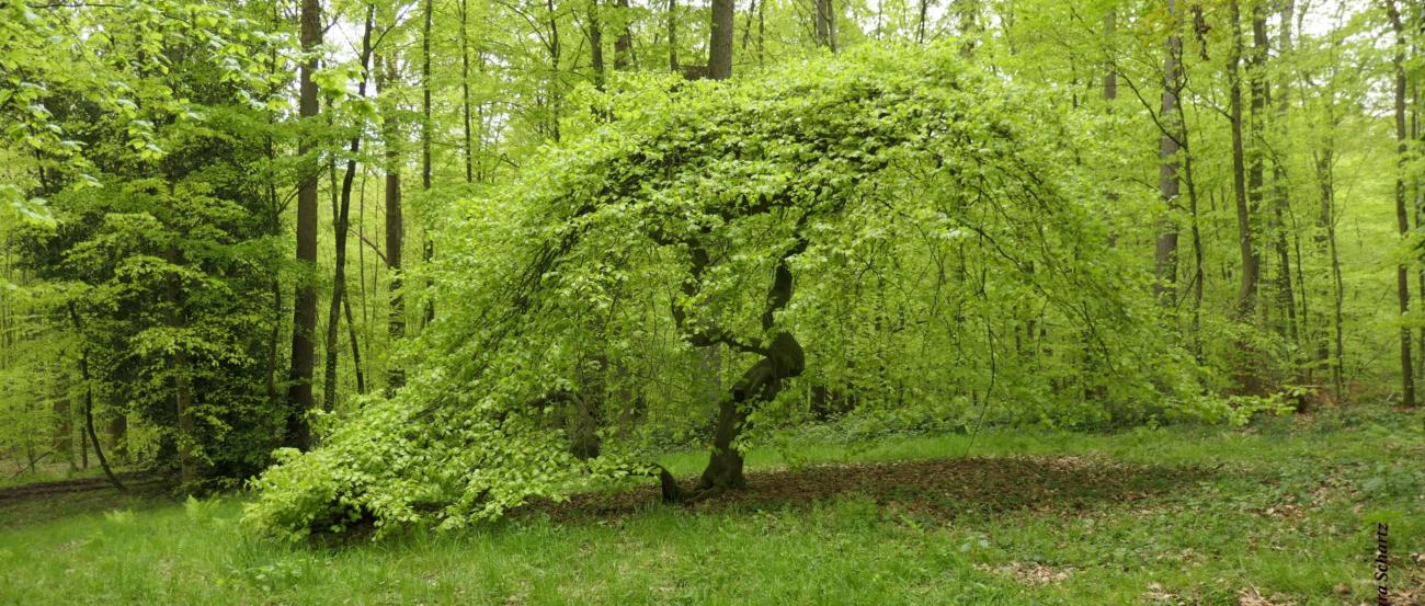 Schlangen- oder Süntenbuche