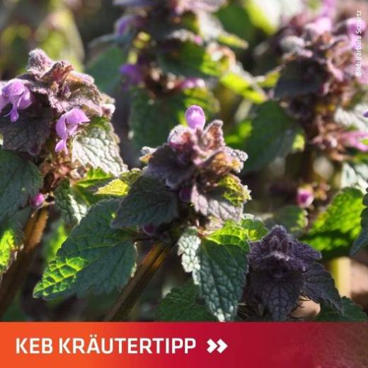 Taubnessel mit Schriftzug KEB Naturtipp