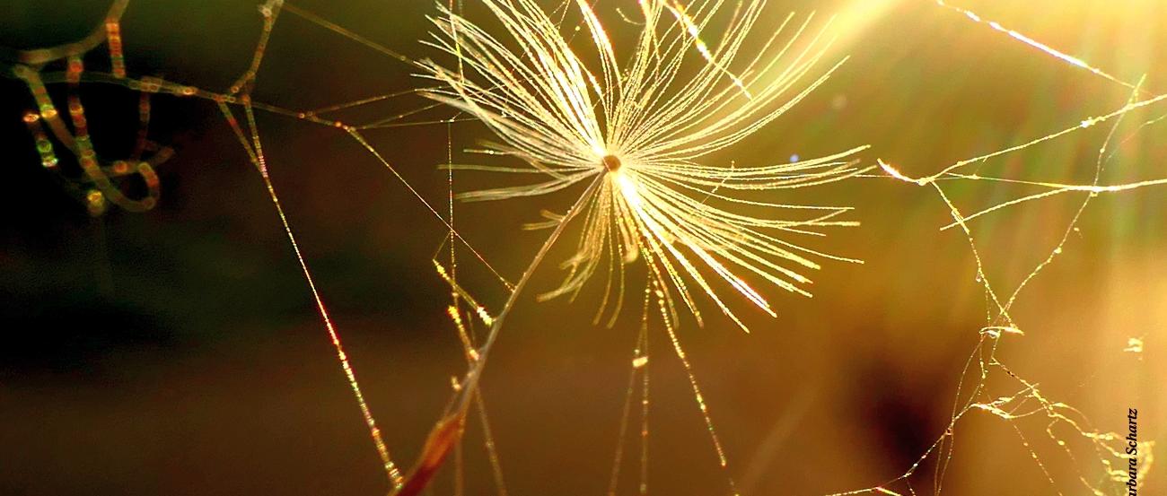Same eines Löwenzahns in einem Spinnennetz im Gegenlicht der Abendsonne