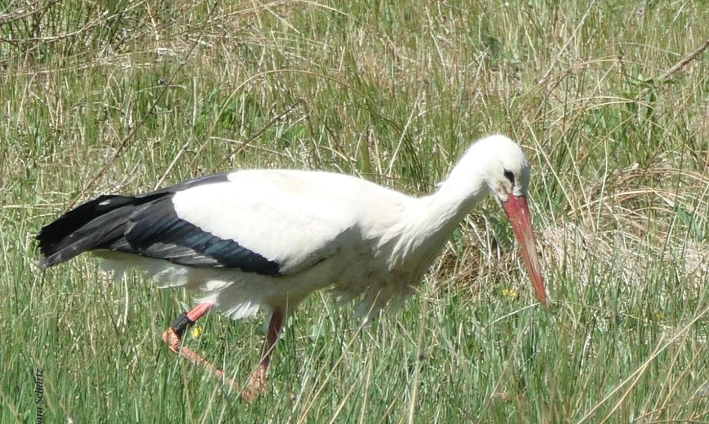 Weißstorch auf Wiese