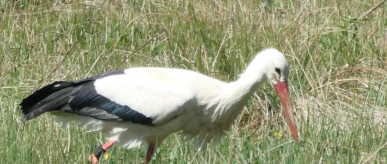 Weißstorch auf Wiese