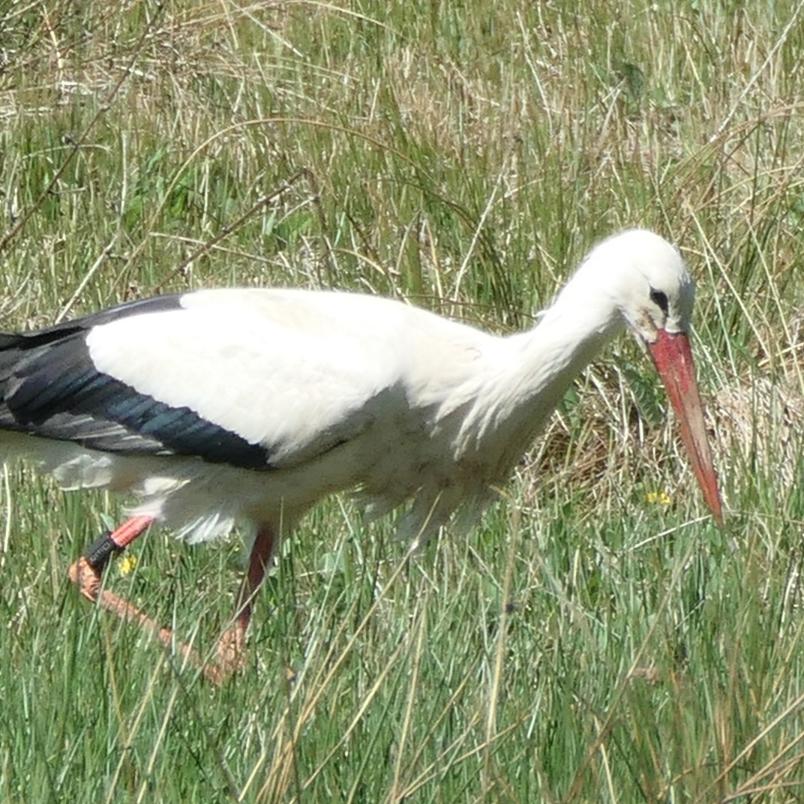 Weißstorch auf Wiese
