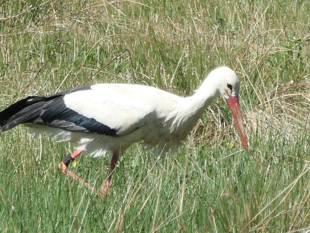 Weißstorch auf Wiese