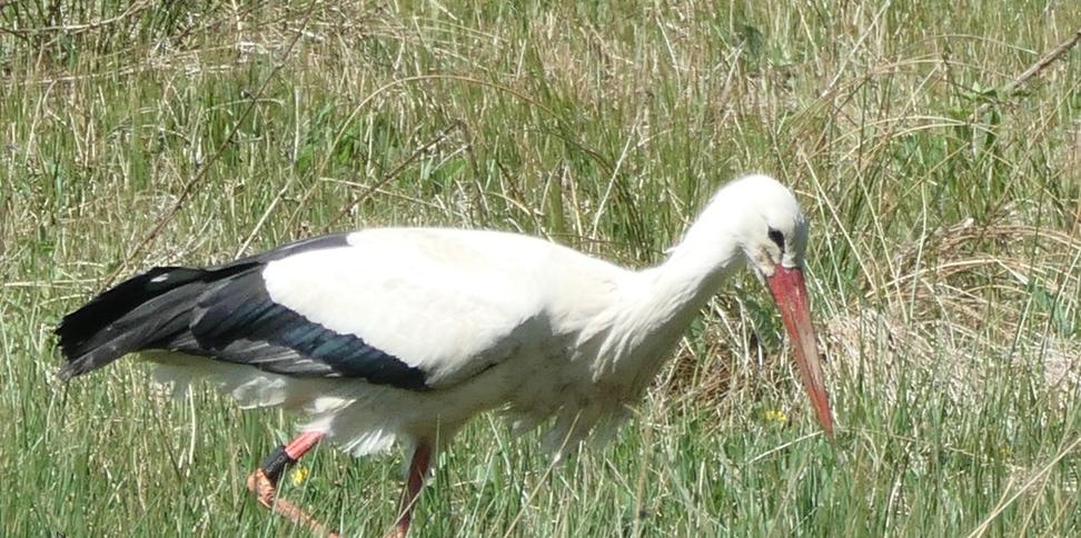 Weißstorch auf Wiese