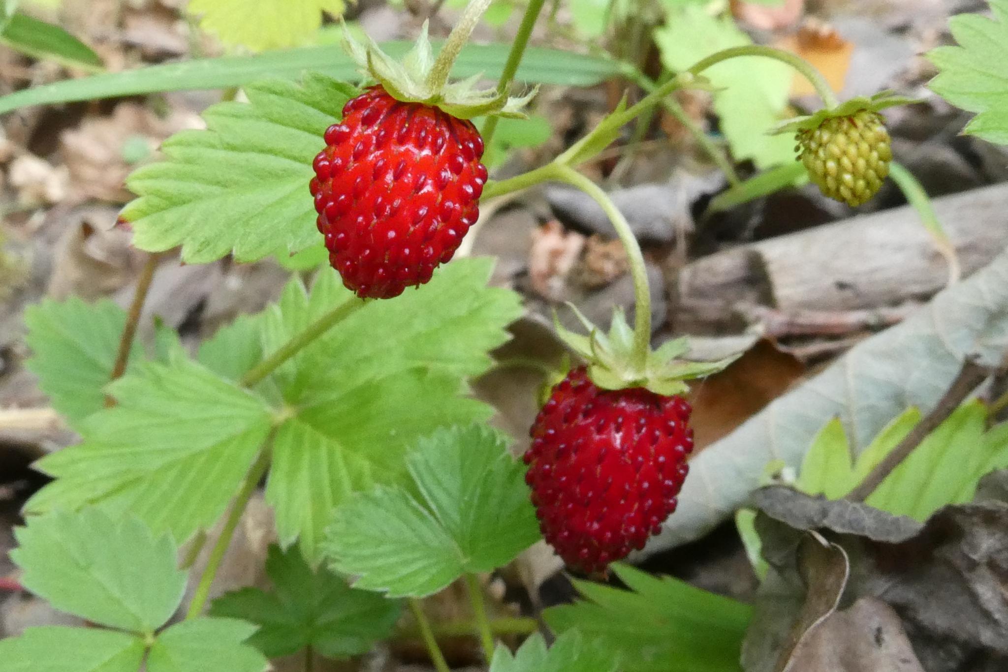Walderdbeeren (c) Barbara Schartz Walderdbeeren
