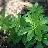 Waldmeister Kräuter