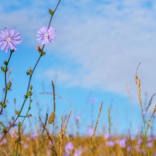 Wegwarte Blume Kräuter