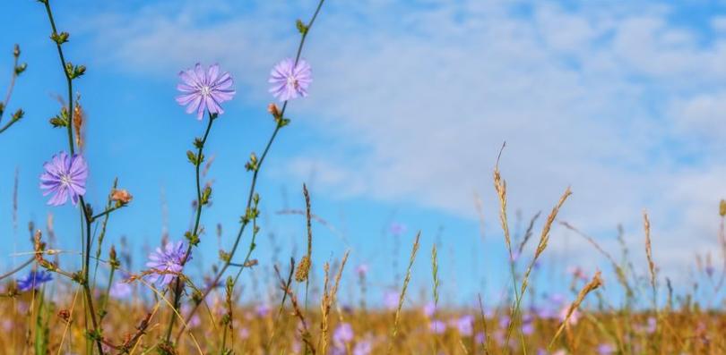 Wegwarte Blume Kräuter
