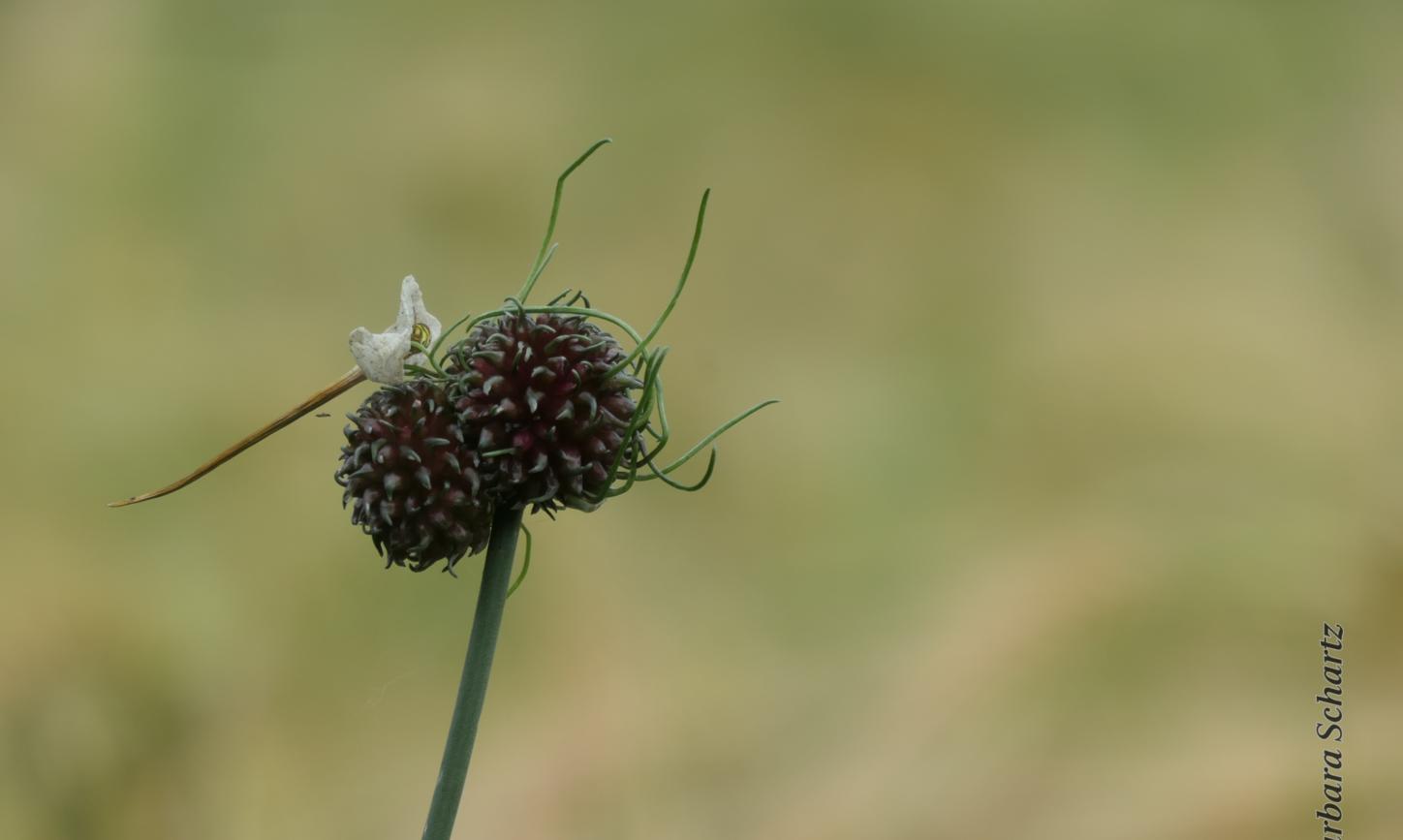Weinber-Lauch