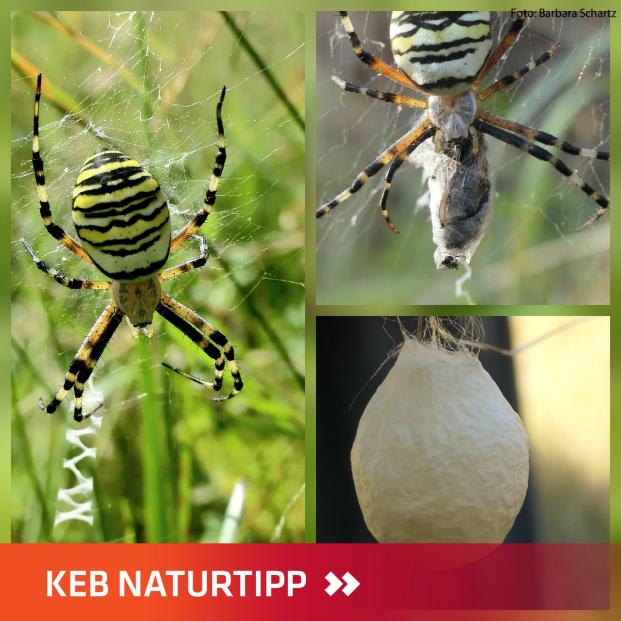 Wespenspinne im Netz, mit Beute und Kokon