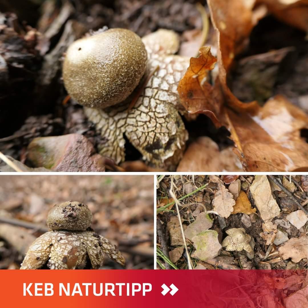 Wetterstern Pilz