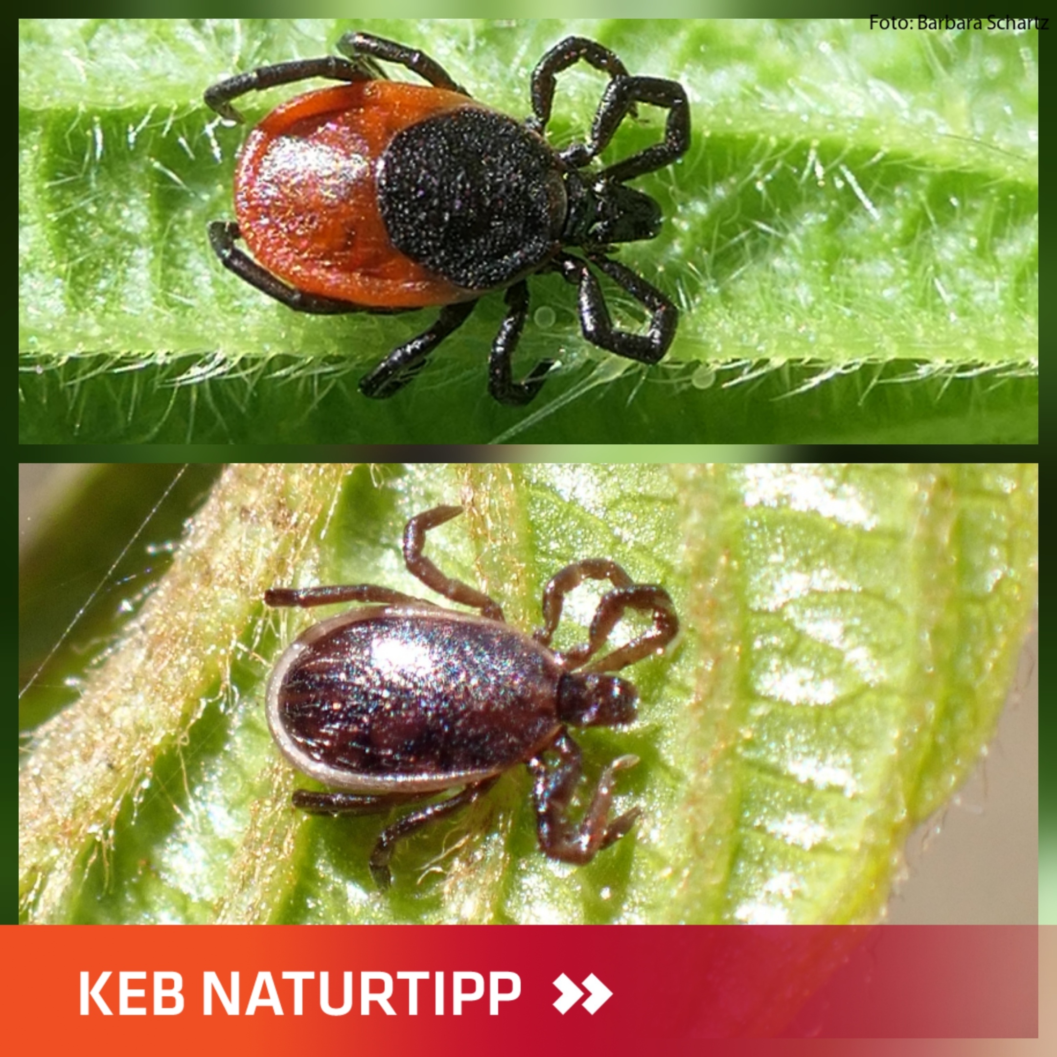 Weibliche und männliche Zecke im Design des KEB Naturtipps