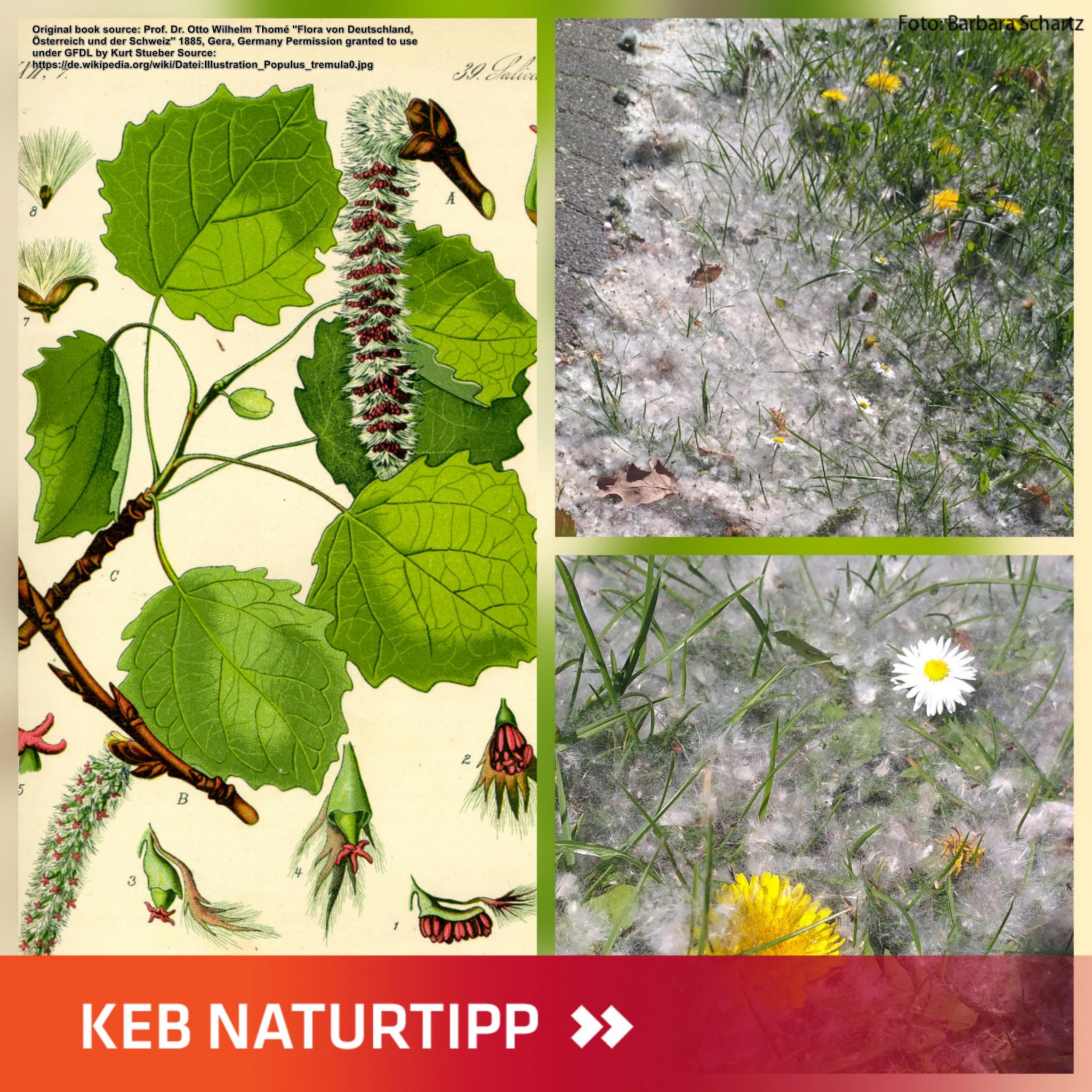 ZitterpappelKB