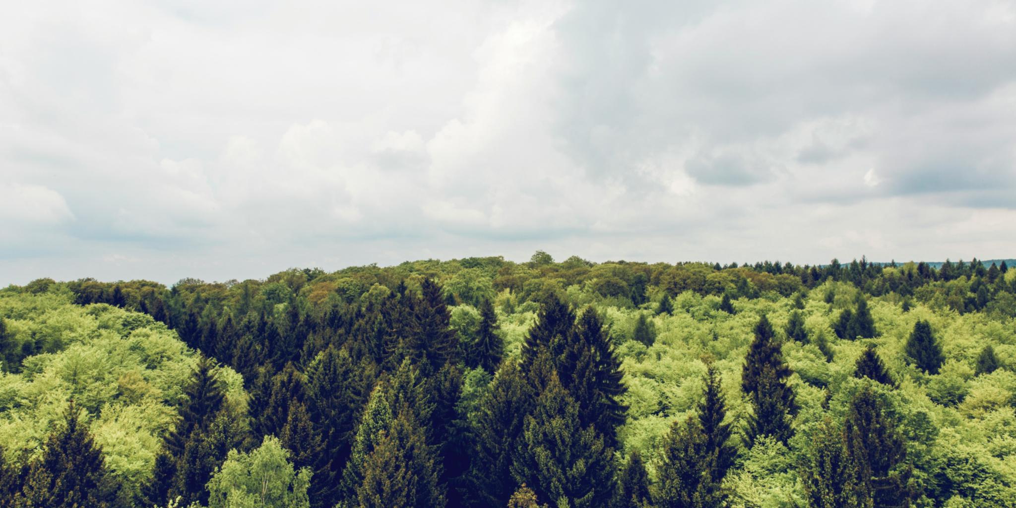 Luftaufnahme von Bäumen bei Tag (c) Markus Spiske auf Unsplash Luftaufnahme von Bäumen bei Tag