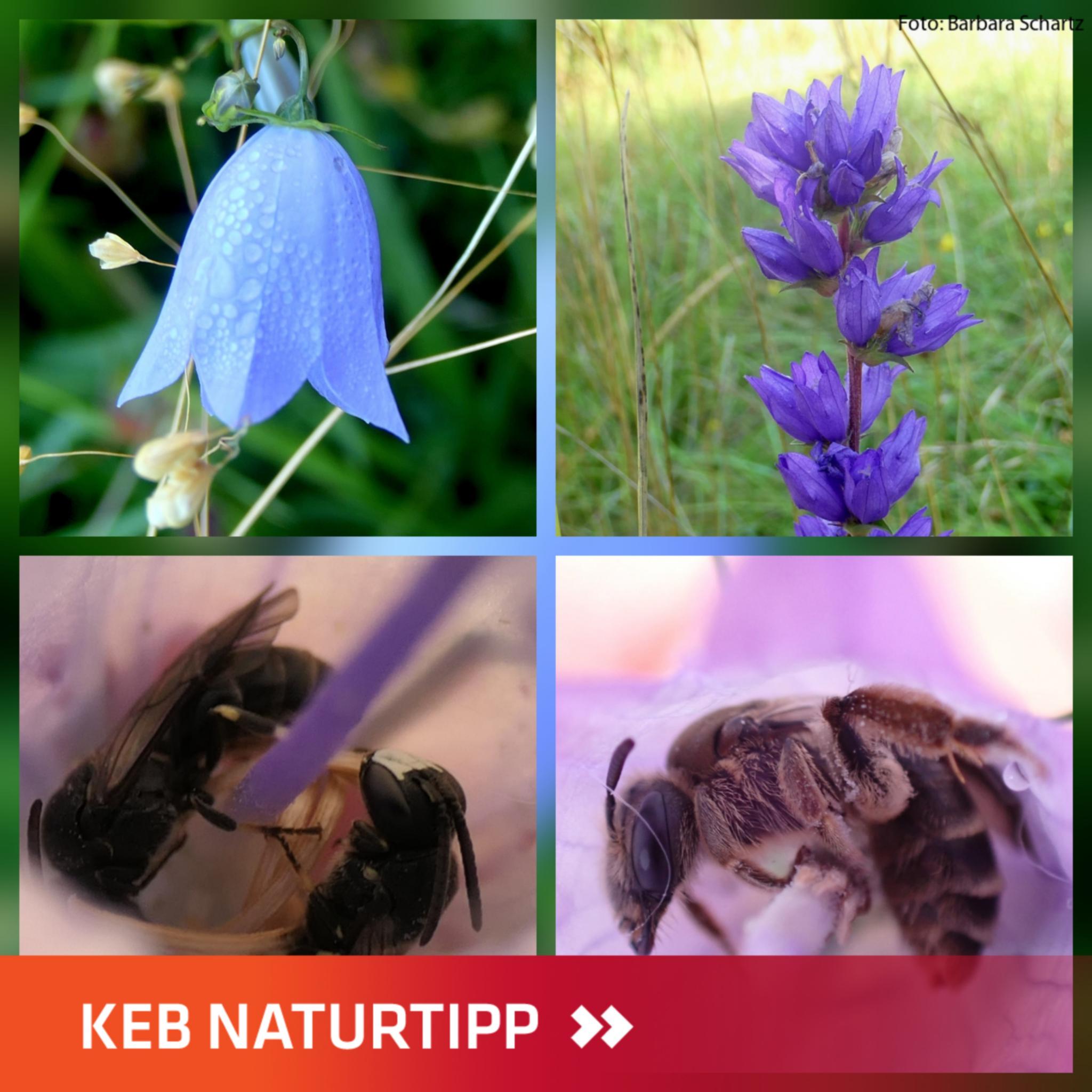 Collage Glockenblume und schlafenden Bienen in den Blüten