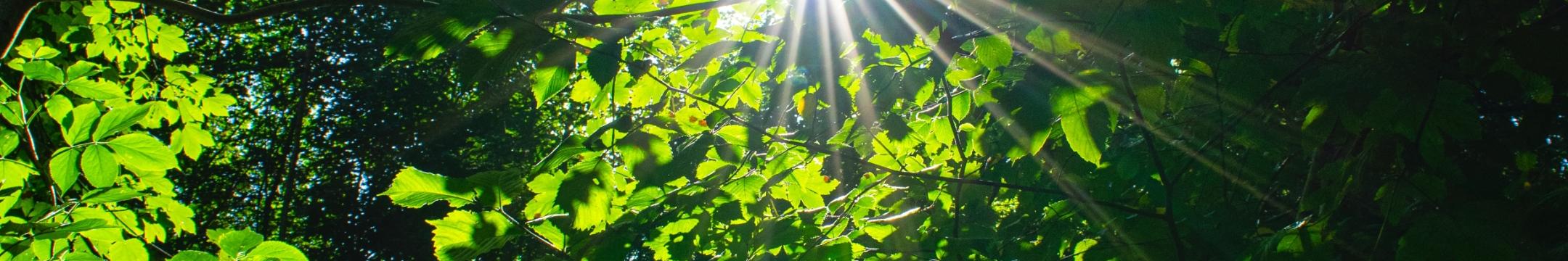 Blick in einen Baum mit hellgrünen Blättern. Die Sonne strahlt dazwischen.