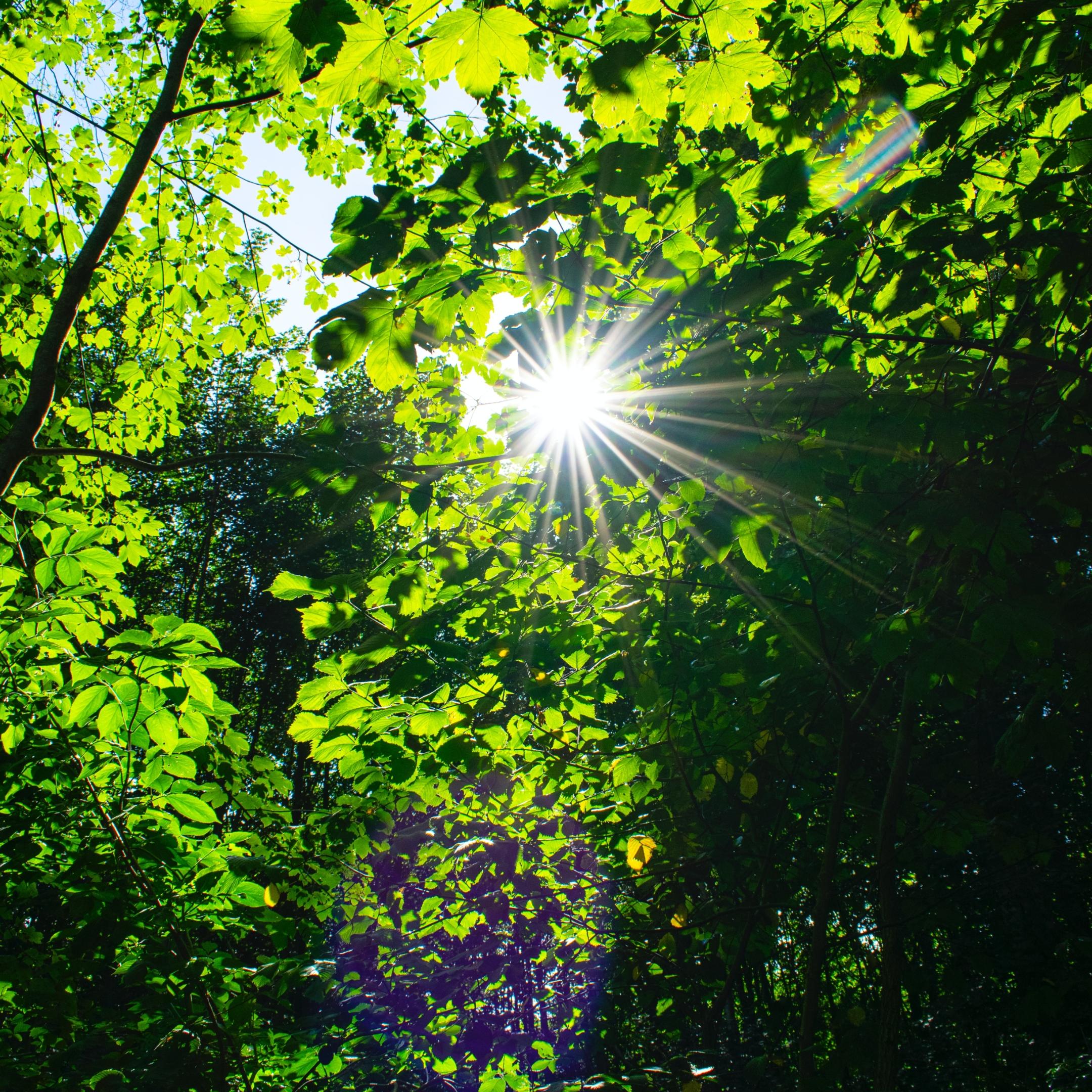 Blick in einen Baum mit hellgrünen Blättern. Die Sonne strahlt dazwischen.