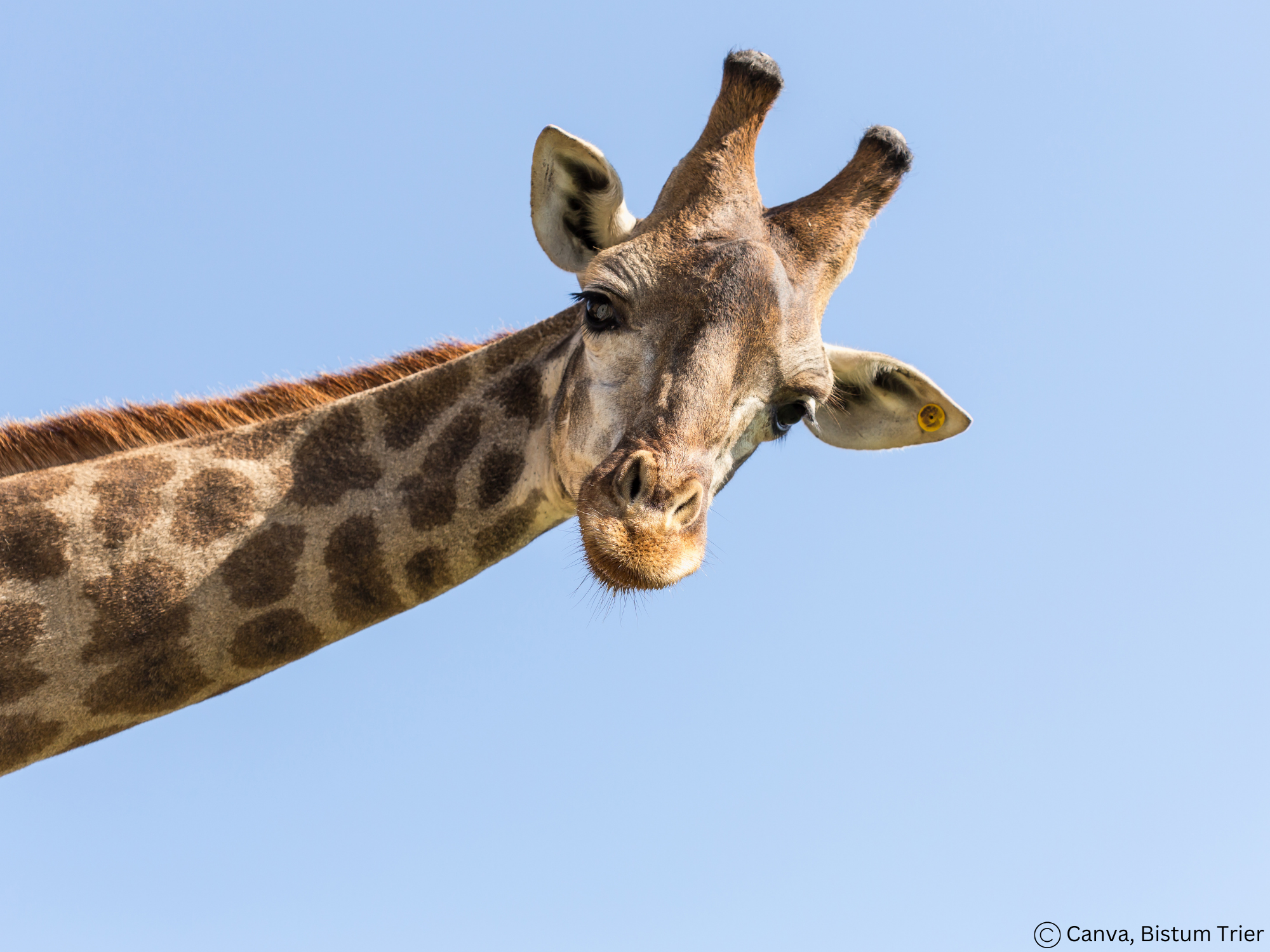 Ein Giraffenkopf schaut ins Bild.