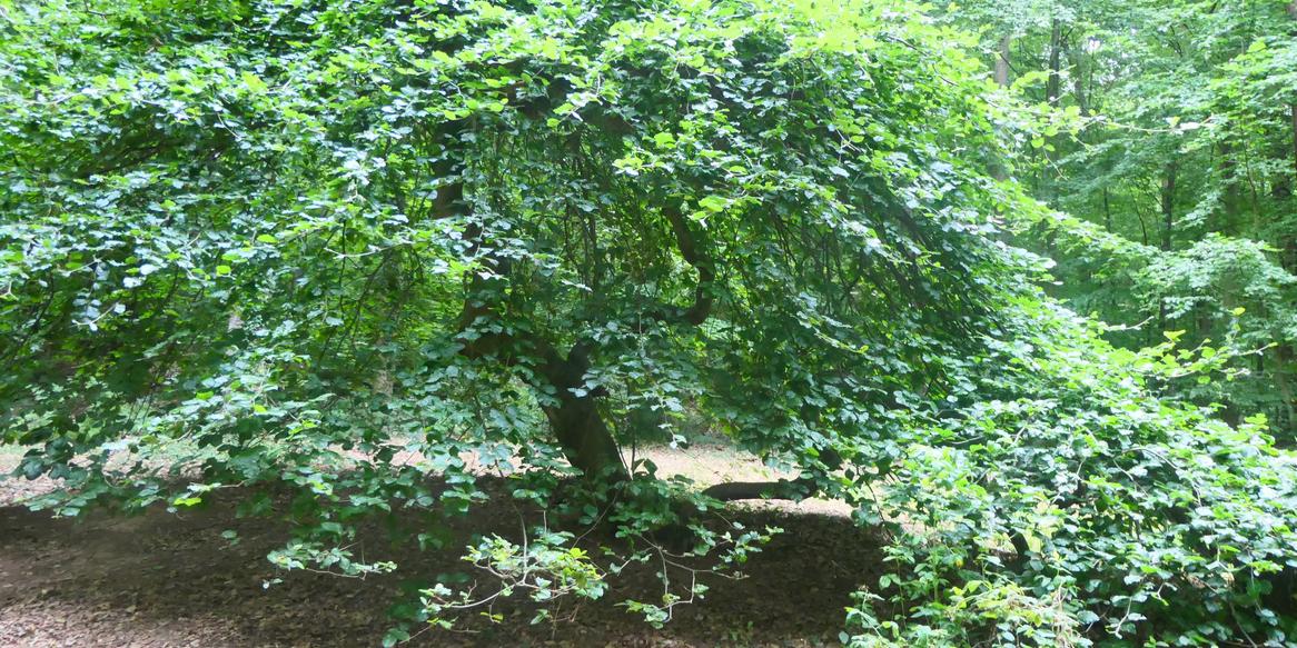 TSS Baum